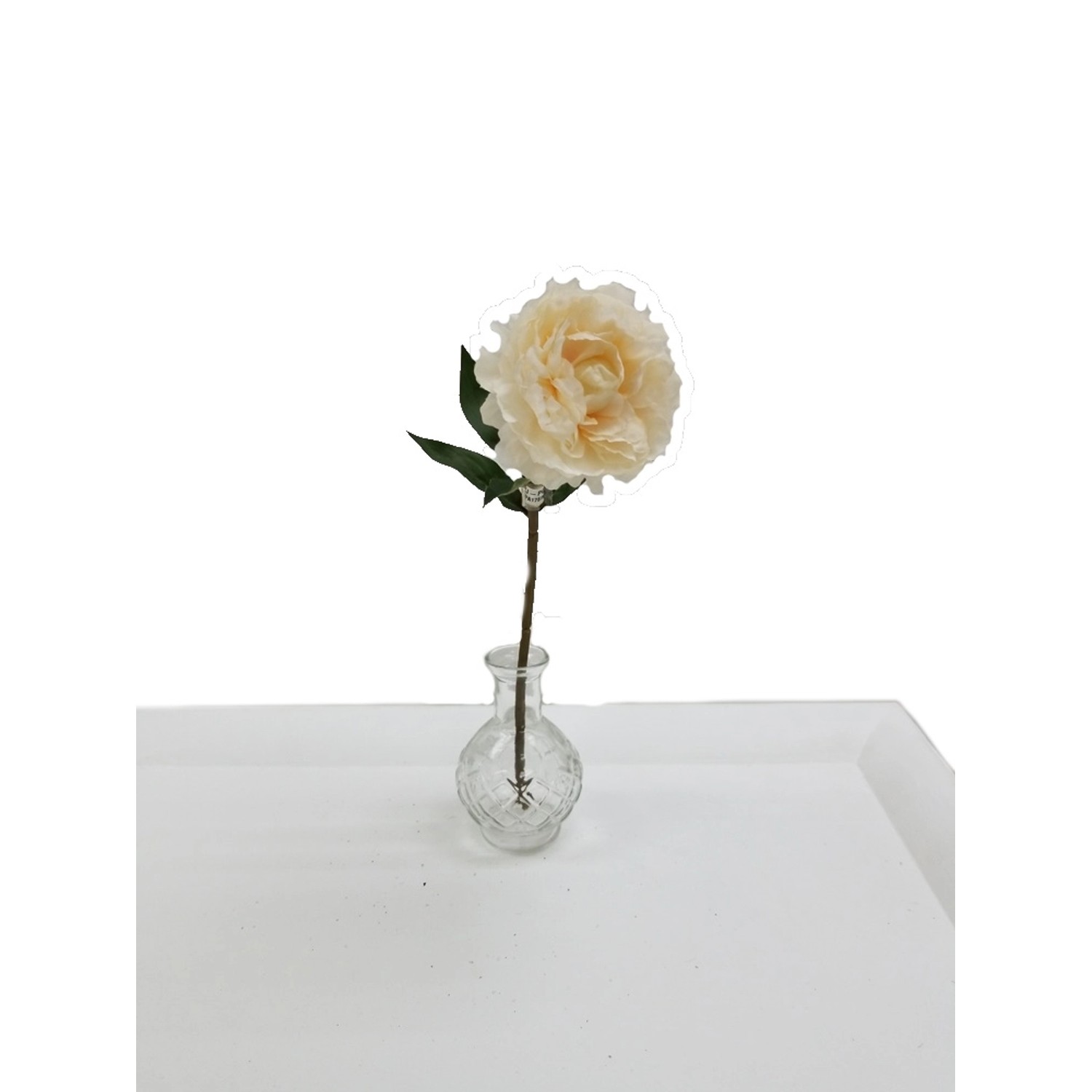 Peonia łososiowa wys. 36 cm
