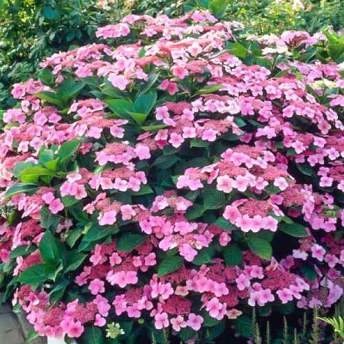 1 buc, Hortensia macrophylla Mariesii Perfecta, P9 - Răsaduri: Mod de ambalare: 1 buc