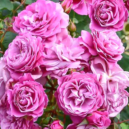 1 buc, Trandafir Floribunda Magenta Diadem - Butași: Mod de ambalare: 1 buc