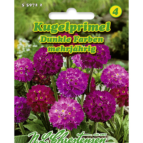1 pac, Primula Dark Colors, mix multicolor Chrestensen - Semințe: Mod de ambalare: 1 pac