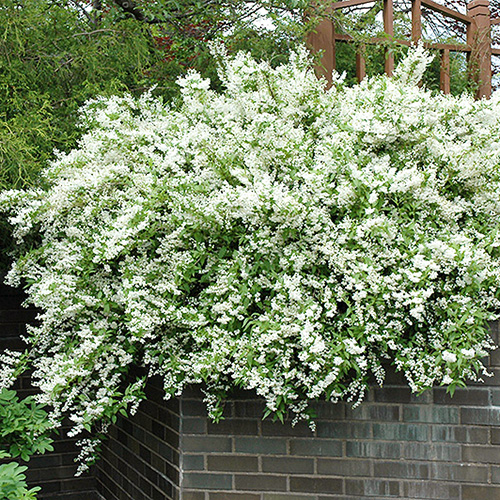 1 buc, Deutzia gracilis - Răsaduri: Mod de ambalare: 1 buc
