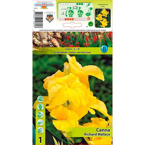 1 buc, Canna Richard Wallace - Bulbi: Mod de ambalare: 1 buc