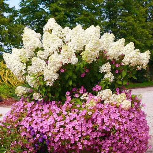 1 buc, Hortensia paniculată Big Ben - Răsaduri: Mod de ambalare: 1 buc