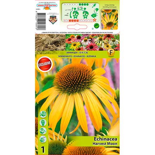 1 buc, Echinacea Harvest Moon - Bulbi: Mod de ambalare: 1 buc