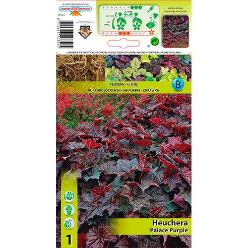 1 buc, Clopoțel (Heuchera) Palace Purple - Bulbi: Mod de ambalare: 1 buc