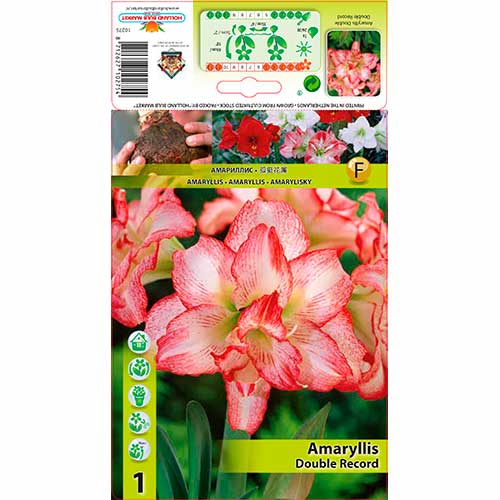 1 buc, Crin de cameră (Amaryllis) Double Record - Bulbi: Mod de ambalare: 1 buc