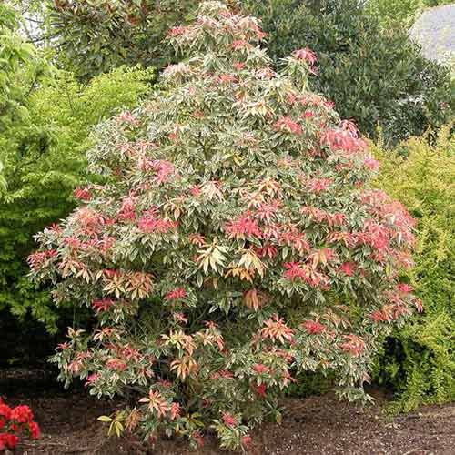 1 buc, Pieris Flaming Silver - Răsaduri: Mod de ambalare: 1 buc