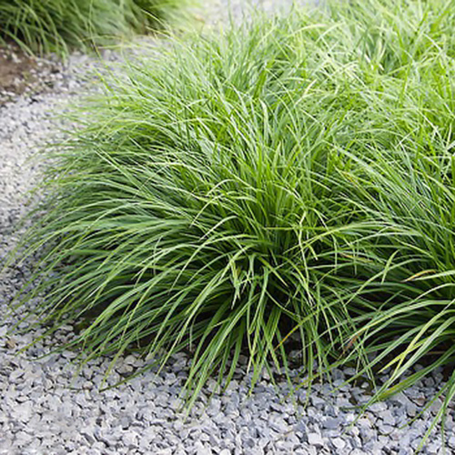 1 buc, Rogoz (Carex) Irish Green - Răsaduri: Mod de ambalare: 1 buc