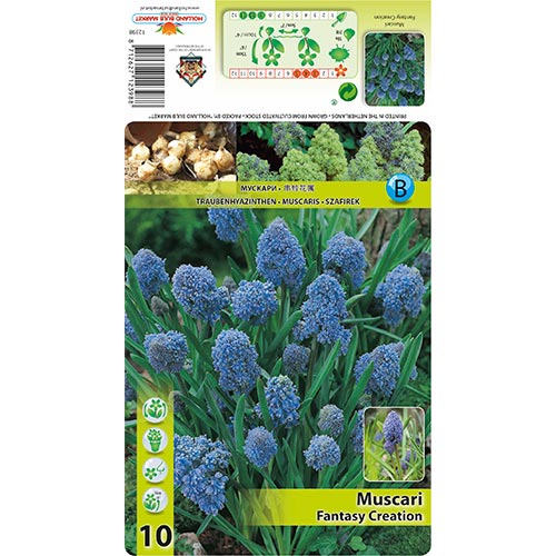 10 buc, Muscari Fantasy Creation - Bulbi: Mod de ambalare: 10 buc