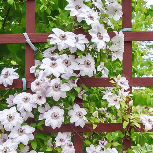 1 buc, Clematis Miss Bateman - Răsaduri: Mod de ambalare: 1 buc