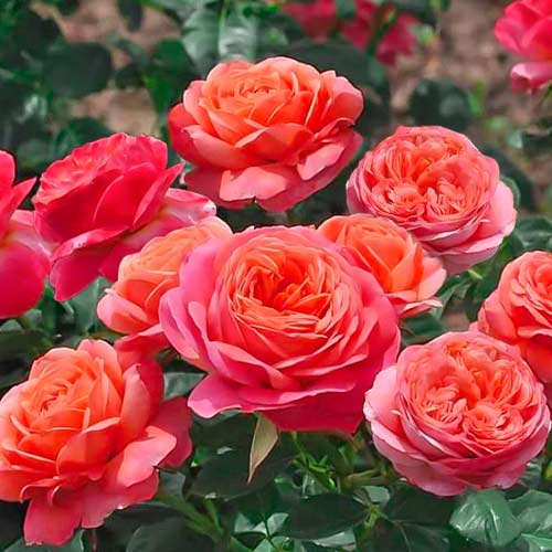 1 buc, Trandafir floribunda Peach Vaza - Butași: Mod de ambalare: 1 buc