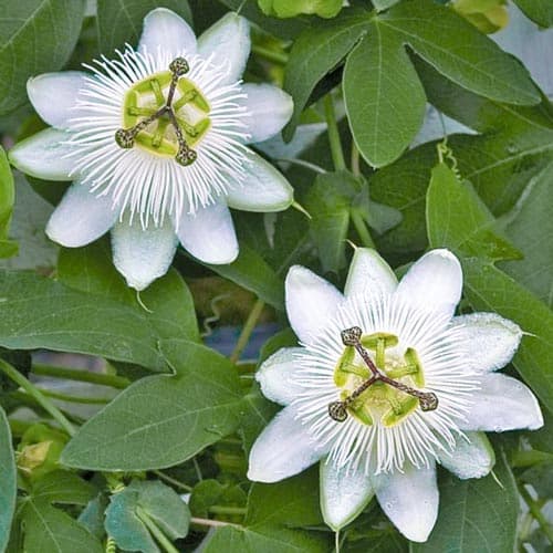 1 buc, Floarea pasiunii (Passiflora) White Hybrid - Răsaduri: Mod de ambalare: 1 buc