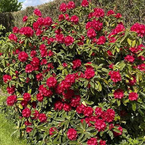 1 buc, Rhododendron Bengal - Răsaduri: Mod de ambalare: 1 buc