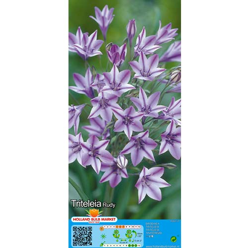 5 buc, Crini tripleți (Triteleia) Rudy - Bulbi: Mod de ambalare: 5 buc
