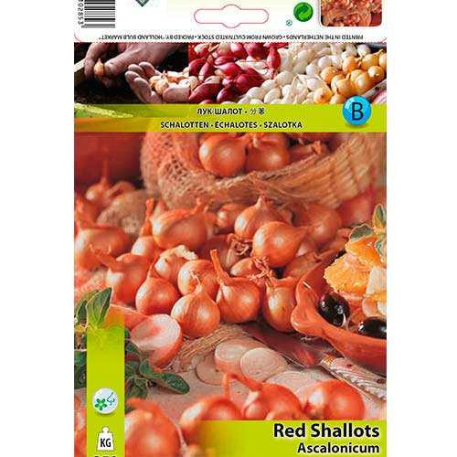 1 pac, Șalotă roșie - Semințe: Mod de ambalare: 250 g