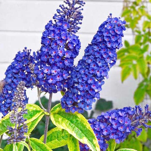 1 buc, Liliac de vară Empire Blue - Răsaduri: Mod de ambalare: 1 buc