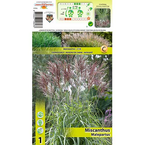 1 buc, Stuf chinezesc (Miscanthus) Malepartus - Bulbi: Mod de ambalare: 1 buc