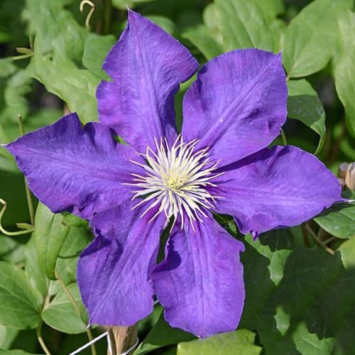 1 buc, Clematis Lady Betty Balfour - Răsaduri: Mod de ambalare: 1 buc