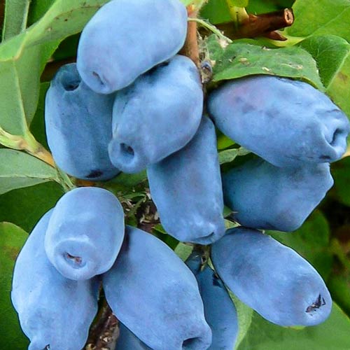 1 buc, Afin siberian (Boabă de miere) Blueberry - : Mod de ambalare: 1 buc