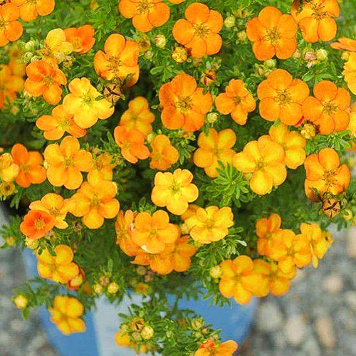 1 buc, Potentilla Bella Sol - Răsaduri: Mod de ambalare: 1 buc