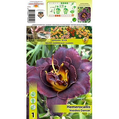1 buc, Crin de o zi (Hemerocallis) Voodoo Dancer - Bulbi: Mod de ambalare: 1 buc