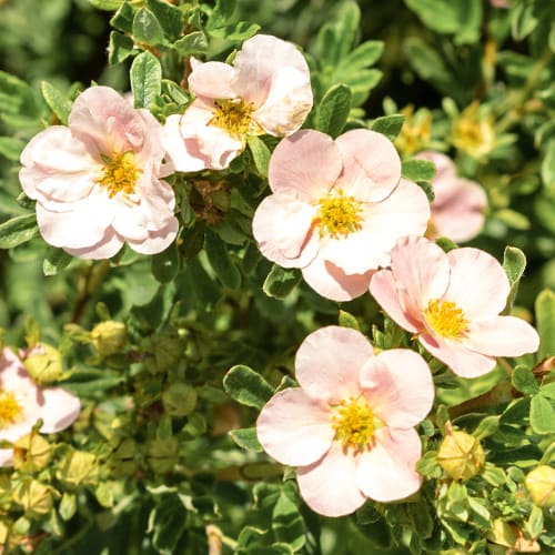 1 buc, Potentilla Pink Queen - Răsaduri: Mod de ambalare: 1 buc
