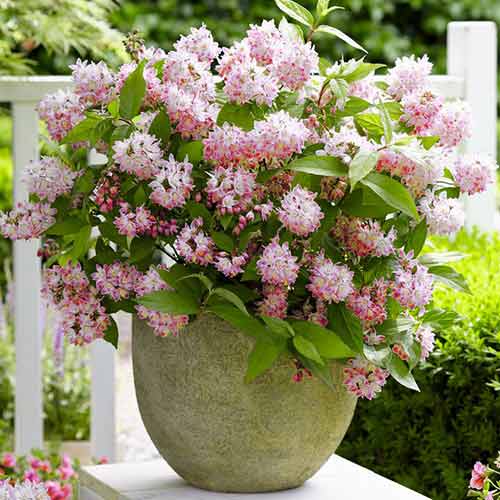 1 buc, Deutzia Tourbillon Rouge - Răsaduri: Mod de ambalare: 1 buc