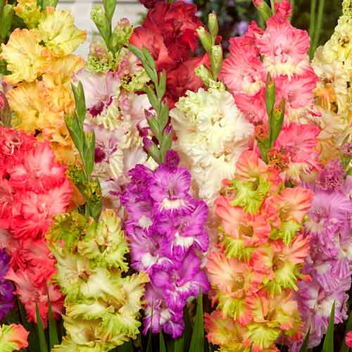 10 buc, Gladiole Parrot mix multicolor - Bulbi: Mod de ambalare: 10 buc