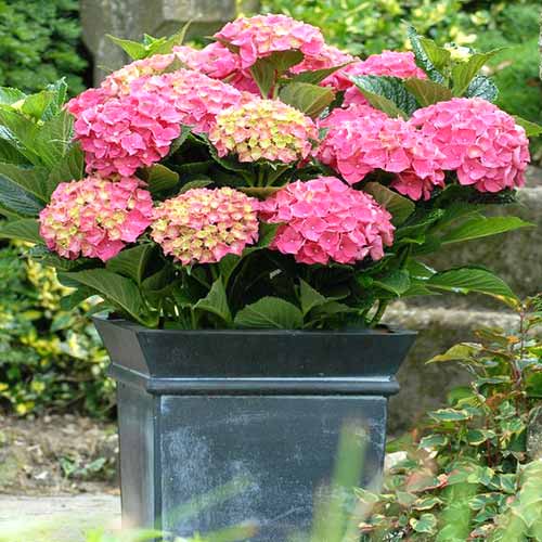 1 buc, Hortensia macrophylla Hornli - Răsaduri: Mod de ambalare: 1 buc