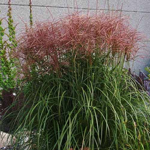 1 buc, Stuf chinezesc (Miscanthus) Roter Pfeil - Răsaduri: Mod de ambalare: 1 buc