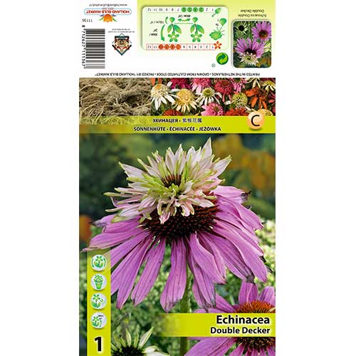 1 buc, Echinacea Double Decker - Bulbi: Mod de ambalare: 1 buc