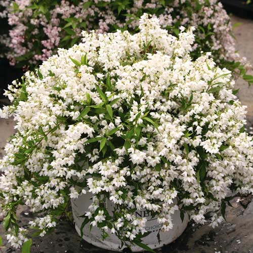 1 buc, Deutzia gracilis Nikko - Puieți: Mod de ambalare: 1 buc