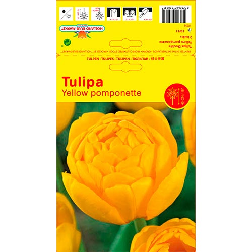 2 buc, Lalele Yellow Pomponette - Bulbi: Mod de ambalare: 2 buc