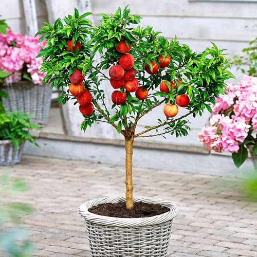 1 buc, Mini-Piersic Honey Red - : Mod de ambalare: 1 buc
