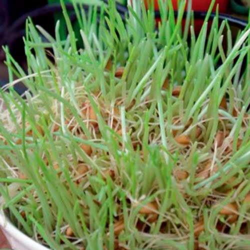 1 pac, Germeni Grâu - Semințe: Mod de ambalare: 50 g