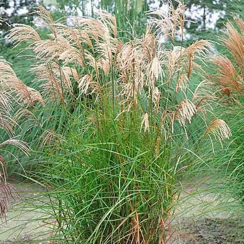 1 buc, Stuf chinezesc (Miscanthus) Graziella - Răsaduri: Mod de ambalare: 1 buc