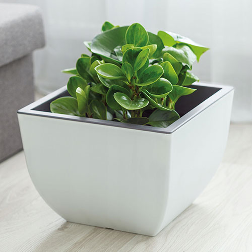 1 buc, Ghiveci pătrat Muna bicolor, alb + gri, 29.5 cm - : Mod de ambalare: 1 buc
