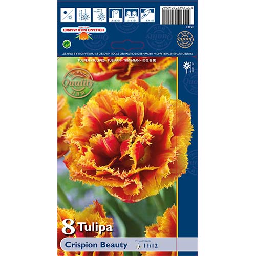 8 buc, Lalele Crispion Beauty - Bulbi: Mod de ambalare: 8 buc