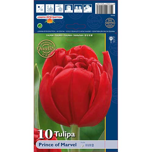 10 kus, Tulipán Prince of Marvel - : Monžstvo balíkov: 10 kus