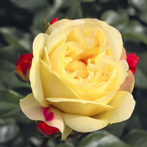 1 saz, Růže floribunda Lampion - : Monžstvo balíkov: 1 saz