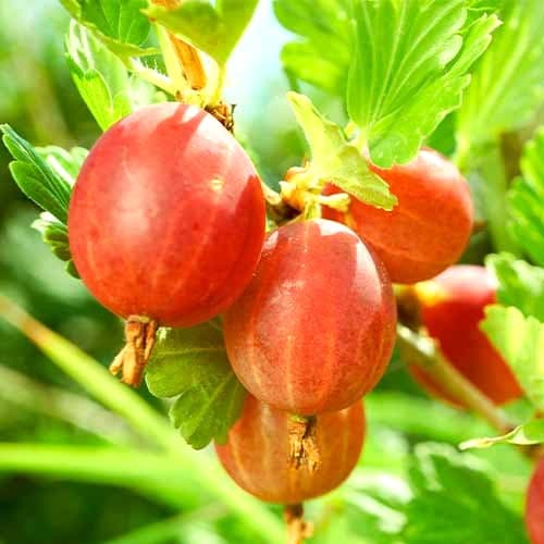 1 saz, Angrešt Hinnonmaki Red, Р9 - : Monžstvo balíkov: 1 saz