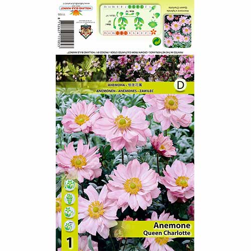 1 cib, Sasanka japonská Queen Charlotte - : Monžstvo balíkov: 1 cib