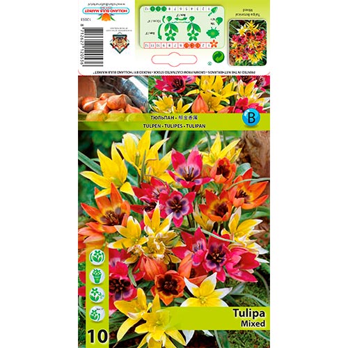 10 kus, Tulipán botanický, mix - : Monžstvo balíkov: 10 kus