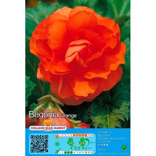 2 db, Begónia Double Orange - Évelő: Mod de ambalare: 2 db