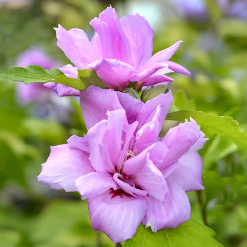 1 db, Hibiszkusz Ardens, P9 - Palánták: Mod de ambalare: 1 db