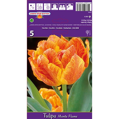 5 db, Tulipán Monte Flame - Hagymák: Mod de ambalare: 5 db
