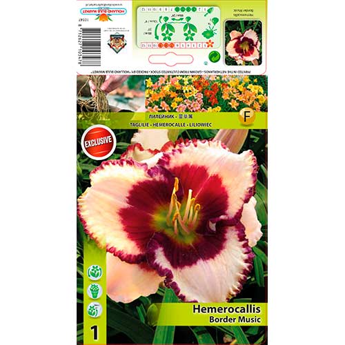 1 db, Sásliliom (Hemerocallis) Border Music - Évelő: Mod de ambalare: 1 db