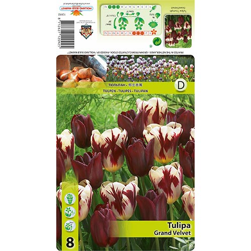 8 db, Tulipan Grand Velvet színkeverék - Hagymák: Mod de ambalare: 8 db