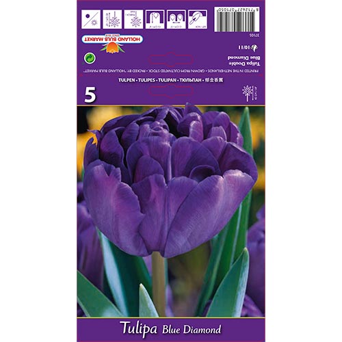 5 db, Tulipán Blue Diamond - Hagymák: Mod de ambalare: 5 db