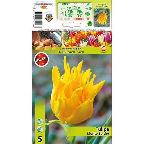 5 Stück, Tulpe Monte Spider - Blumenzwiebeln: Ilość w opakowaniu: 5 Stück